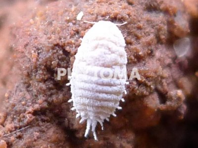 Delottococcus aberiae ( D. aberiae )